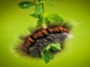 ゲームCaterpillar Larva Animal Jigsawオンライン