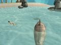 ゲームシャークシミュレータビーチキラー オンライン