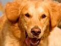 ゲーム犬スポットの違い オンライン