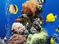 ゲーム海中の差 オンライン