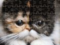ゲームエキゾチックキャットジグソーパズルオンライン