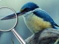 ゲーム鳥5の違い オンライン