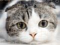 ゲーム猫のパズルタイムオンライン