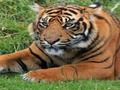 ゲーム動物園トリビア オンライン