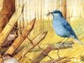 ゲーム鳥: アート パズル オンライン