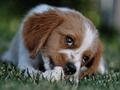 ゲーム犬のジグソーパズルオンライン