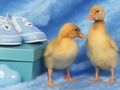 ゲーム愛らしい小さな生き物パズルオンライン