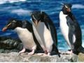 ゲームペンギンのスライドオンライン