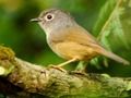 ゲーム鳥のスライドオンライン