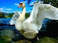 ゲーム白鳥のスライドオンライン