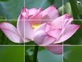 ゲームハスの花オンライン