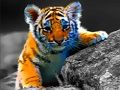 ゲーム野生の赤ちゃん動物のジグソーオンライン