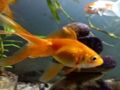 ゲーム金魚ジグソーパズルオンライン