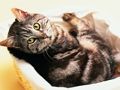 ゲーム面白い猫と犬のジグソーパズルオンライン
