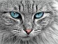 ゲームキャットアイのジグソーパズル オンライン