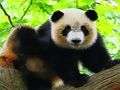 ゲームかわいい赤ちゃんパンダ オンライン ゲームかわいい赤ちゃんパンダ オンライン
