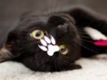 ゲームかわいい猫のパズル オンライン
