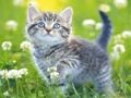 ゲーム子猫のパズル オンライン