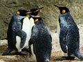 ゲームキングペンギンジグソー オンライン