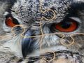 ゲーム野生のフクロウのジグソーパズル オンライン