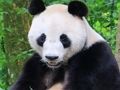 ゲーム動物のパズル オンライン