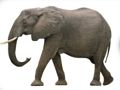 ゲームABC動物オンライン