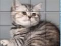 ゲームPicPu猫 オンライン