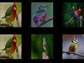 ゲーム鳥を暗記する オンライン