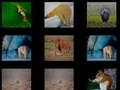 ゲーム動物の記憶 オンライン