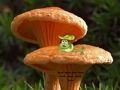 ゲームきのこ植物ランドエスケープ オンライン