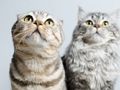 ゲームかわいい猫のジグソー パズル オンライン
