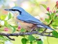ゲーム隠れスポット 鳥 オンライン