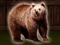 ゲームハイイログマを救え オンライン