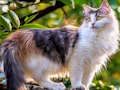 ゲーム回転パズル - 猫と犬 オンライン