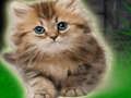 ゲームカップル子猫の脱出 オンライン