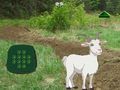 ゲームヤギが子供を探す オンライン