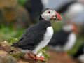 ゲームツノメドリ鳥ジグソー オンライン