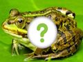 ゲーム動物の皮 オンライン