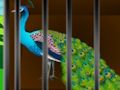 ゲーム檻に閉じ込められた美しさを解放する オンライン