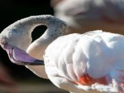 ゲームフラミンゴ鳥ジグソー オンライン