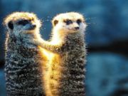 ゲームMeerkatカップルジグソー オンライン