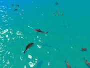 ゲーム空腹のサメ狩りオンライン