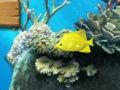 ゲーム大きな魚は小さく食べます オンライン