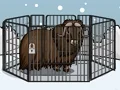 Rescue The Musk Ox — 無料オンラインゲーム