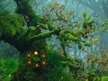 Innocent Sparrow Couple Escape — 無料オンラインゲーム