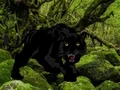 Escape from Black Panther Forest — 無料オンラインゲーム