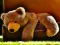 Plush Teddy Bear — 無料オンラインゲーム