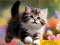Puzzle Sliding Kittens — 無料オンラインゲーム