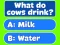 Trivia! Best Family Quiz — 無料オンラインゲーム