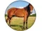 Animal Quiz — 無料オンラインゲーム